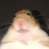 hamster_l