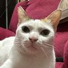 vanilaanakkucing