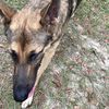 germanshepard843