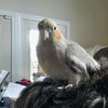 nonominous_grackles