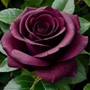 rosellina517