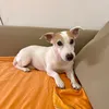 appicella