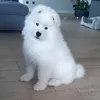 franek_samoyed
