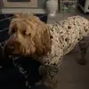 tracey_harveythecockapoo