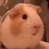 randommp4s