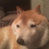 kfcdogee