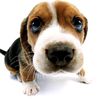 callmedog06