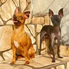 pinscher.lua.zezinho