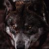 roguewolf001