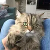 mission_katze12