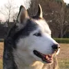 lunyata