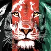 farhadsediqi022
