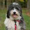 lillythebeardedcollie
