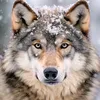 seb13lionloup