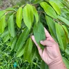 anhchanga0