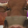 nanh_skibiditoilet