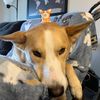 astrodingus