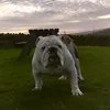 yogihaggis