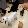 k9manor