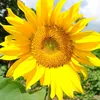 rosemaria8005