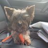 clipntailsgroomer