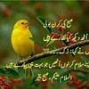 shumi.kanwal