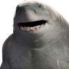 sharkboiiz