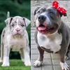 blue_sky_americanbullys