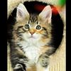 gatita0053