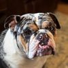 Konathebulldog