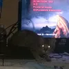 natan_gamer100