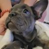 frenchiebyme