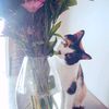 nellieismycat