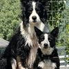 pnw_stockdogs