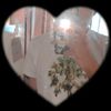 diego_yahweh