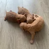 poodlecoduoi
