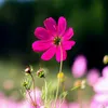 fatima_magsi183
