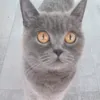 katzenmama_nala