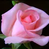 __rosa__ros