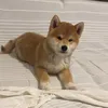 vitus.the.foxy.dog