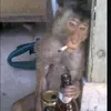 chiquinbaltar