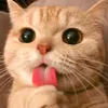 nadztrillo