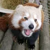 lisa_en00