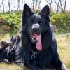 black_german_shepherd_