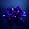 _midnight_rose_