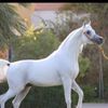 ksa____511__