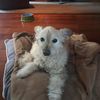 sanddogsanny