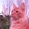 robotikatre