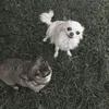 pes_scharlotta