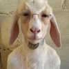 marcusgarveysgrandson